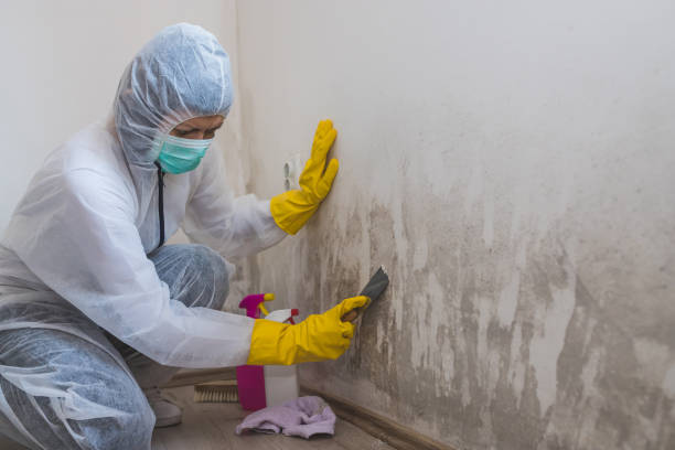 Best Black Mold Remediation in Ricardo, TX