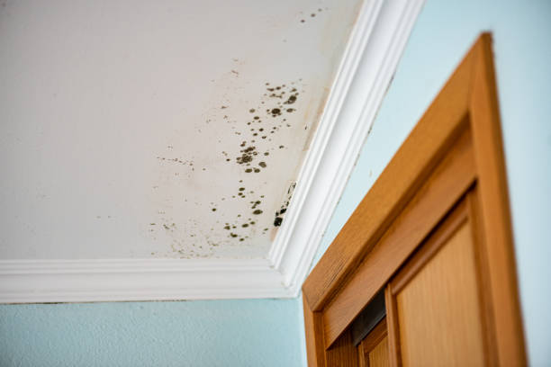 Trusted Ricardo, TX Mold Remediation Experts