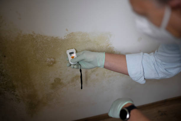 Best Health and Safety Mold Remediation in Ricardo, TX