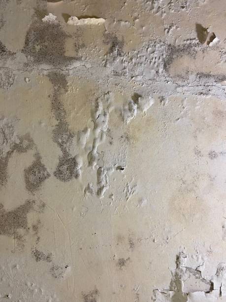 Best Mold Testing and Inspection Services in Ricardo, TX