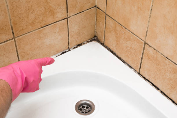 Best DIY Mold Remediation Support Services in Ricardo, TX